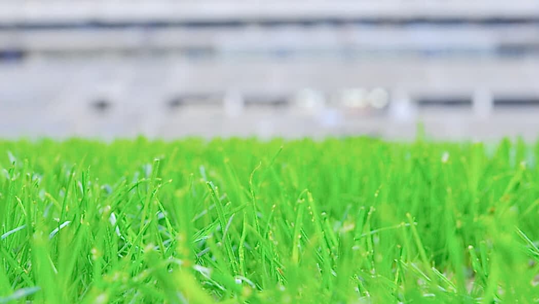 Natural turf, pitch, grass, sports